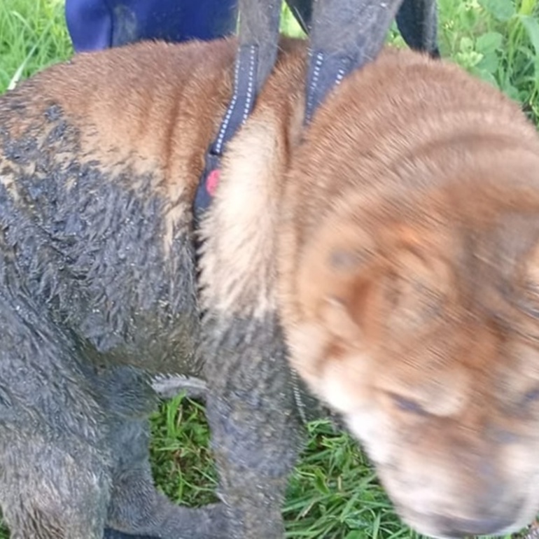 Imagen de Perro cay&oacute; en un pozo abierto pero lograron rescatarlo a tiempo