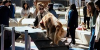 Imagen de Rosario inaugur&oacute; su primera plaza con espacio exclusivo para perros