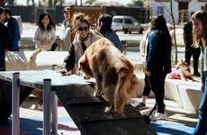 Imagen de Rosario inaugur&oacute; su primera plaza con espacio exclusivo para perros