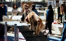 Imagen de Rosario inaugur&oacute; su primera plaza con espacio exclusivo para perros
