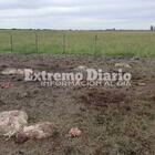Imagen de Preocupaci&oacute;n por abigeato en Arroyo Seco: ya son dos hechos en 15 d&iacute;as