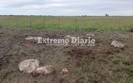 Imagen de Preocupaci&oacute;n por abigeato en Arroyo Seco: ya son dos hechos en 15 d&iacute;as