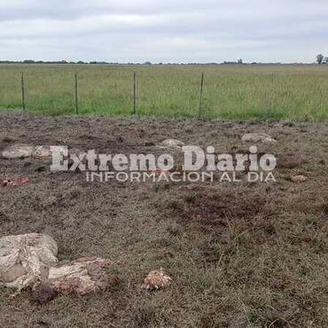 Imagen de Preocupaci&oacute;n por abigeato en Arroyo Seco: ya son dos hechos en 15 d&iacute;as