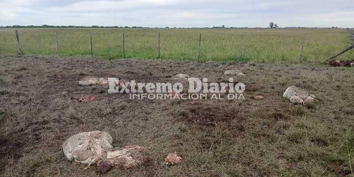 Imagen de Preocupaci&oacute;n por abigeato en Arroyo Seco: ya son dos hechos en 15 d&iacute;as