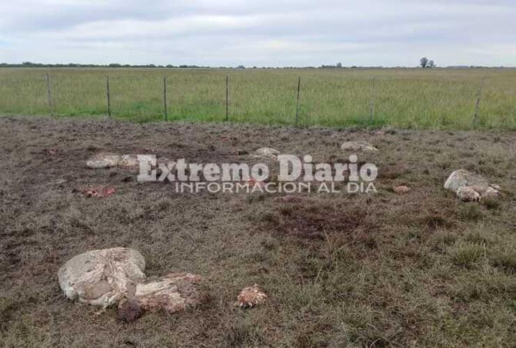 Imagen de Preocupaci&oacute;n por abigeato en Arroyo Seco: ya son dos hechos en 15 d&iacute;as