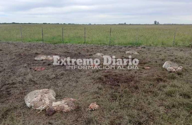 Imagen de Preocupaci&oacute;n por abigeato en Arroyo Seco: ya son dos hechos en 15 d&iacute;as