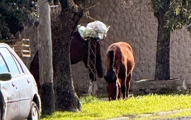 Imagen de Caballos sueltos en barrio ASAC: "Una postal diaria y peligrosa"