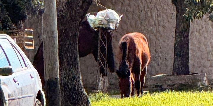 Imagen de Caballos sueltos en barrio ASAC: "Una postal diaria y peligrosa"