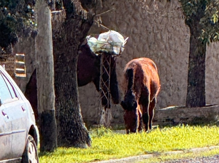 Imagen de Caballos sueltos en barrio ASAC: "Una postal diaria y peligrosa"