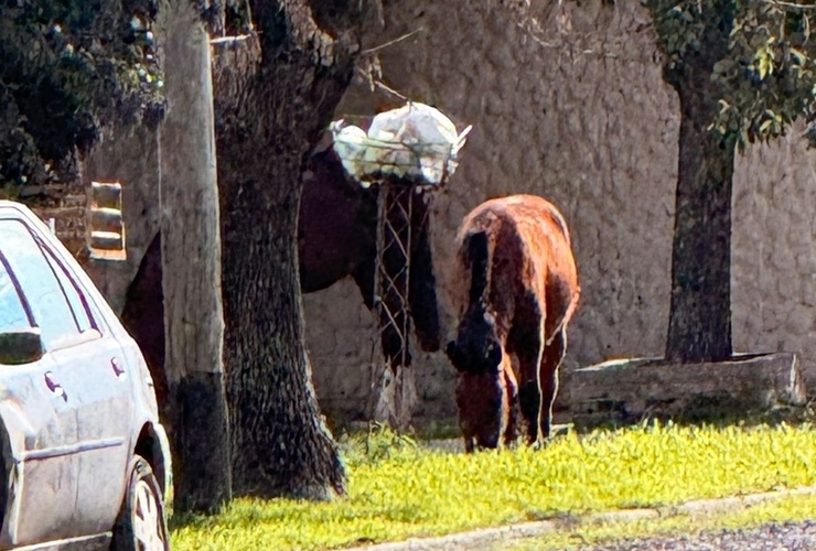Imagen de Caballos sueltos en barrio ASAC: "Una postal diaria y peligrosa"