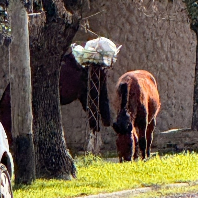 Imagen de Caballos sueltos en barrio ASAC: "Una postal diaria y peligrosa"