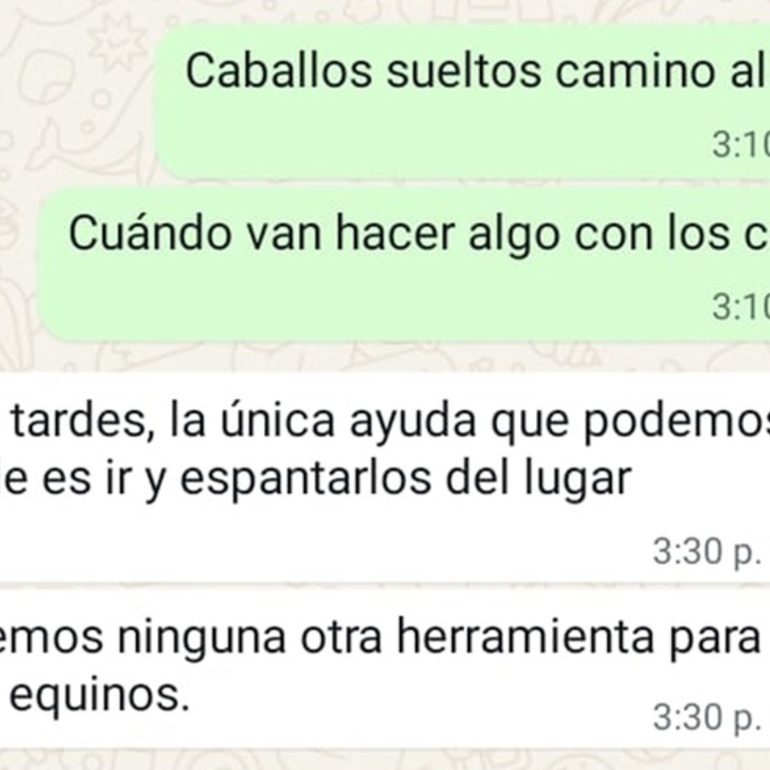 Imagen de Vecino reclam&oacute; por caballos sueltos y cuestion&oacute; la respuesta que recibi&oacute; de Protecci&oacute;n Civil