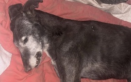 La triste cara de los festejos. El animalito muri&oacute; por las bombas