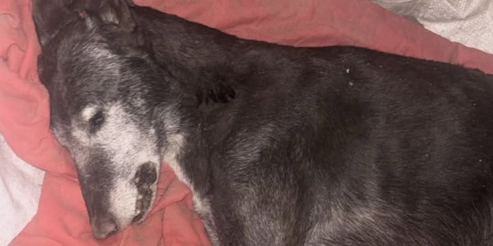 La triste cara de los festejos. El animalito muri&oacute; por las bombas