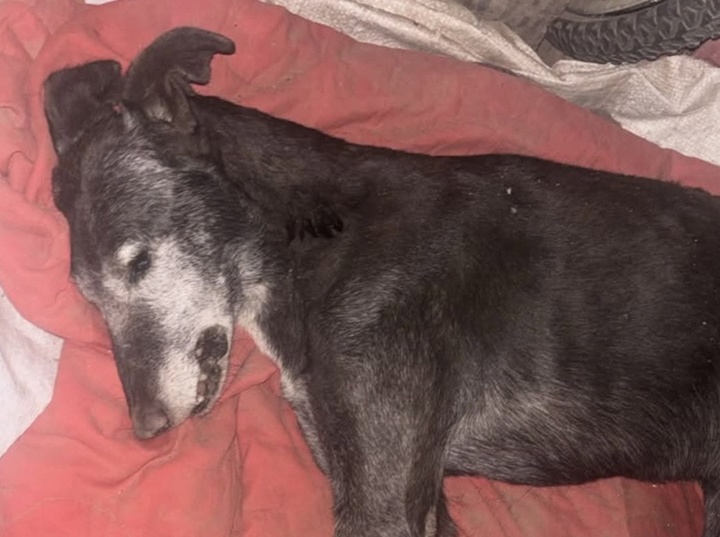 La triste cara de los festejos. El animalito murió por las bombas La triste cara de los festejos. El animalito murió por las bombas