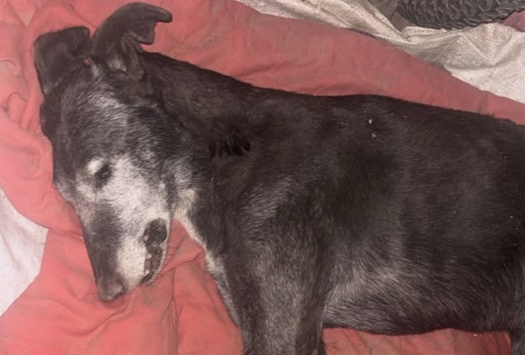 La triste cara de los festejos. El animalito muri&oacute; por las bombas