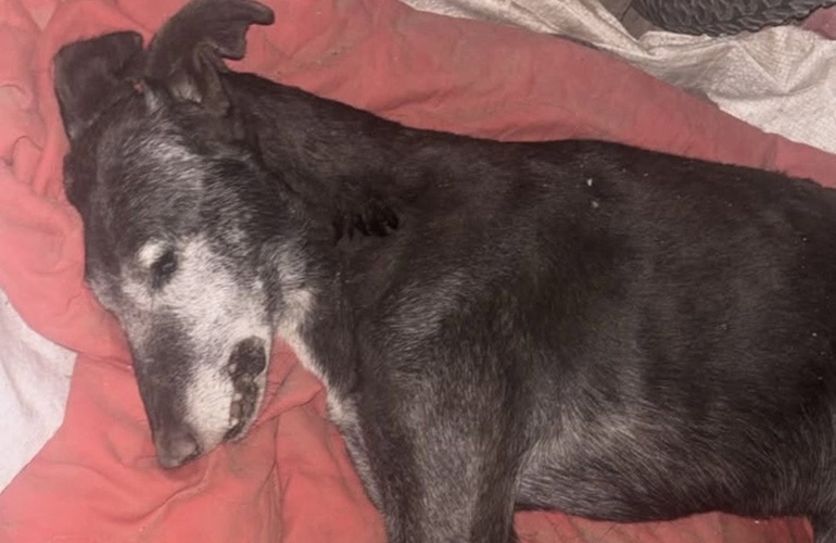 La triste cara de los festejos. El animalito muri&oacute; por las bombas