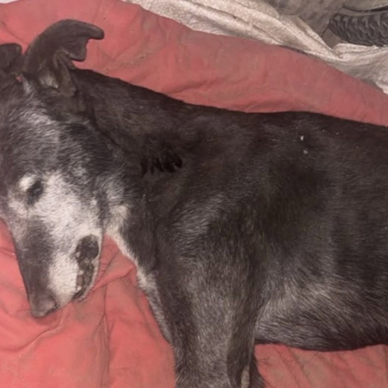 La triste cara de los festejos. El animalito muri&oacute; por las bombas