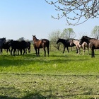 Caballos sueltos en la zona del Bote Club. Foto: Archivo