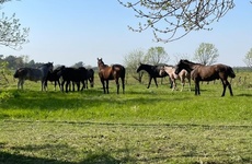 Caballos sueltos en la zona del Bote Club. Foto: Archivo