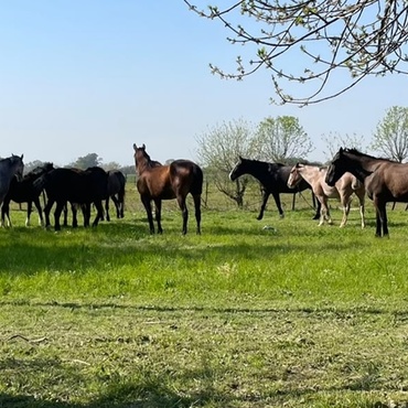 Caballos sueltos en la zona del Bote Club. Foto: Archivo