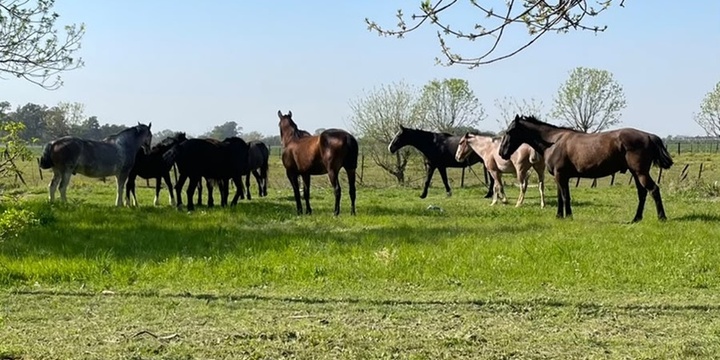 Caballos sueltos en la zona del Bote Club. Foto: Archivo