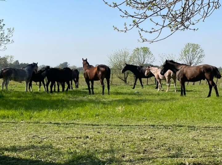 Caballos sueltos en la zona del Bote Club. Foto: Archivo
