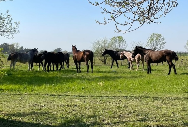 Caballos sueltos en la zona del Bote Club. Foto: Archivo