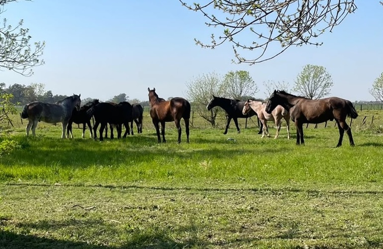 Caballos sueltos en la zona del Bote Club. Foto: Archivo