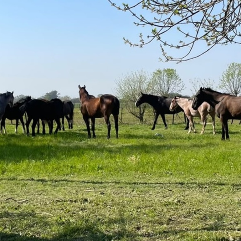 Caballos sueltos en la zona del Bote Club. Foto: Archivo