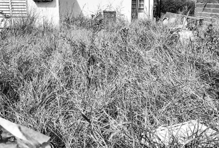 Imagen de Rojas desarm&oacute; el &aacute;rea que inspeccionaba el mantenimiento de lotes en estado de abandono