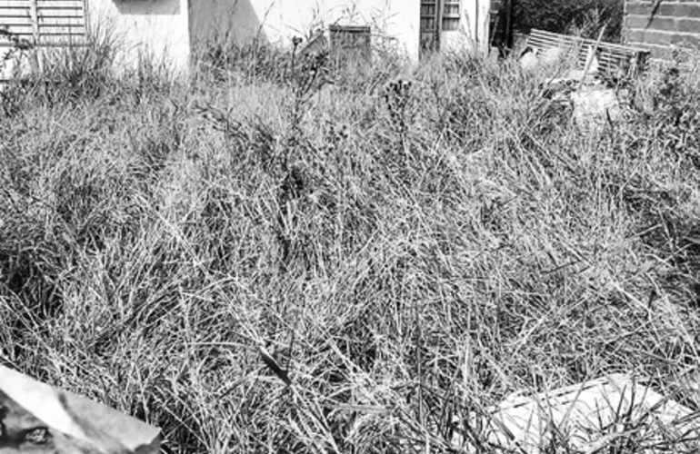 Imagen de Rojas desarm&oacute; el &aacute;rea que inspeccionaba el mantenimiento de lotes en estado de abandono