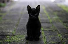 Imagen de Alerta por adopciones de gatos negros y blancos: protectoras piden extremar recaudos antes de Halloween