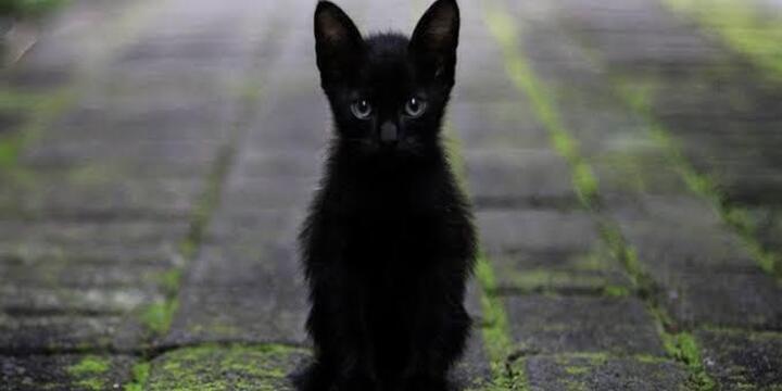 Imagen de Alerta por adopciones de gatos negros y blancos: protectoras piden extremar recaudos antes de Halloween