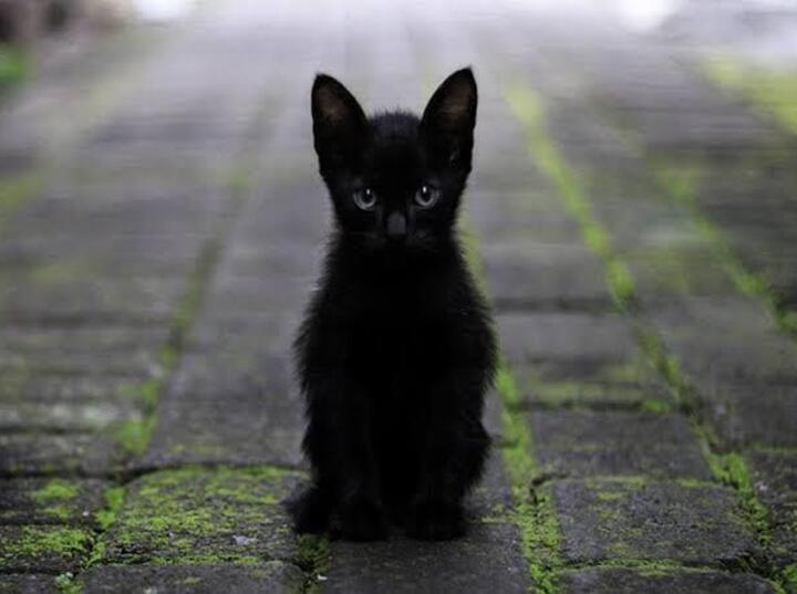 Imagen de Alerta por adopciones de gatos negros y blancos: protectoras piden extremar recaudos antes de Halloween