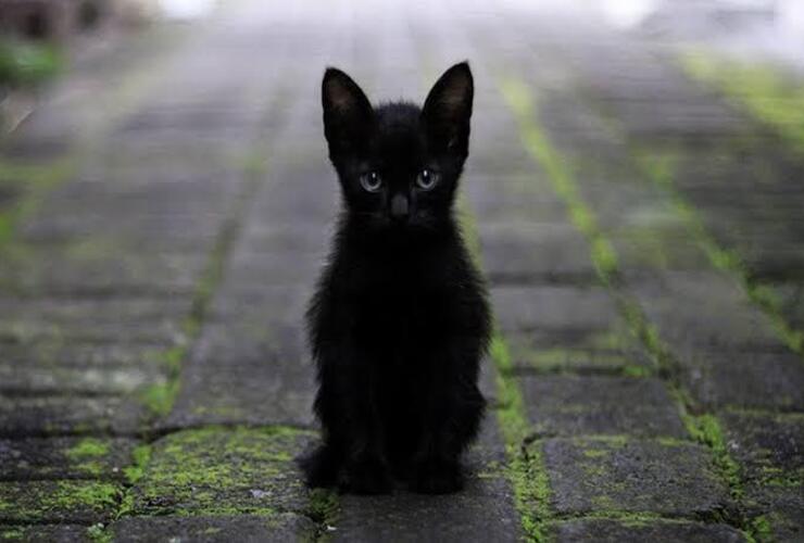 Imagen de Alerta por adopciones de gatos negros y blancos: protectoras piden extremar recaudos antes de Halloween