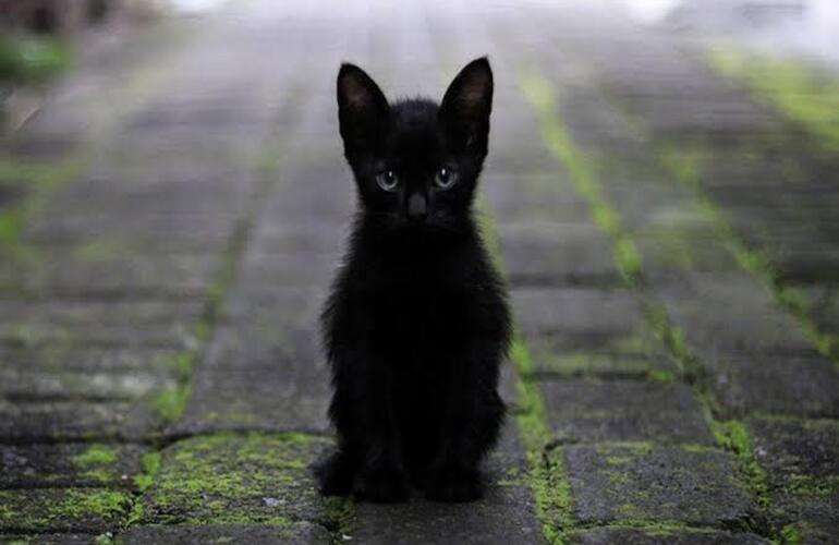 Imagen de Alerta por adopciones de gatos negros y blancos: protectoras piden extremar recaudos antes de Halloween