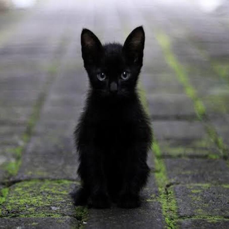 Imagen de Alerta por adopciones de gatos negros y blancos: protectoras piden extremar recaudos antes de Halloween