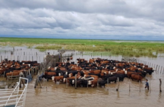 Imagen de El INA redujo las estimaciones para la crecida del r&iacute;o Paran&aacute;, pero advierten que la suba continuar&aacute; en la regi&oacute;n