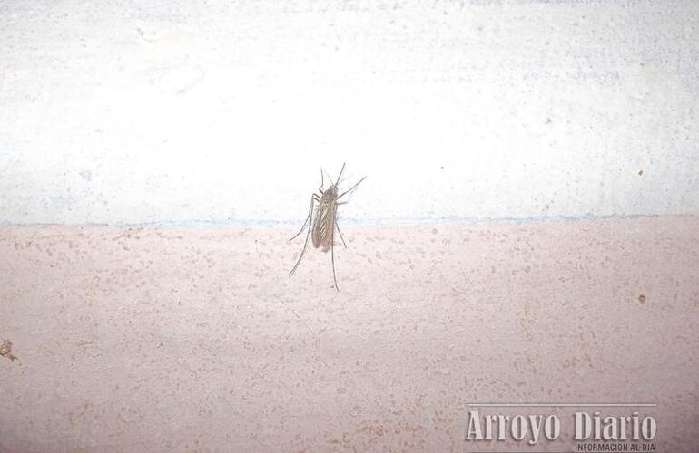 Imagen de Pican, pican los mosquitos