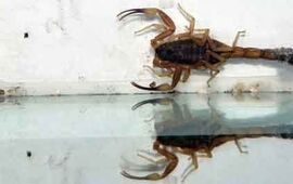 Imagen de Alertan ante la posible llegada de alacranes a la ciudad