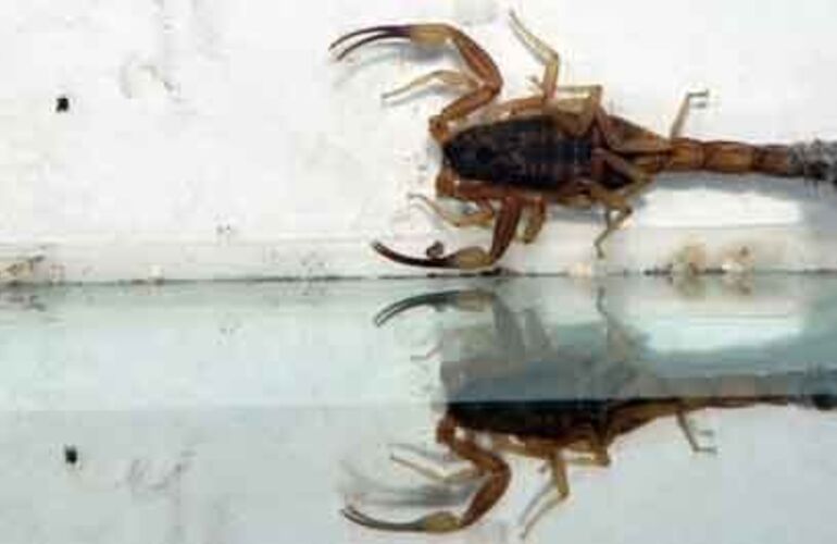 Imagen de Alertan ante la posible llegada de alacranes a la ciudad