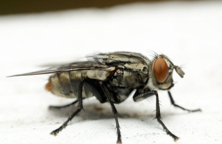 Imagen de Como eliminar, evitar o ahuyentar las moscas