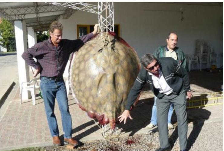 Imagen de INSOLITO!!! PESCARON UNA RAYA GIGANTE DE 150 KILOS EN GOYA