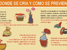 Imagen de Tras las intensas lluvias, refuerzan operativos contra el dengue