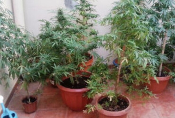 La mujer que fue apresada por la policía de la ciudad brasileña de San Pablo después se desdijo y confesó que sabía que cultivaba plantas de marihuana.