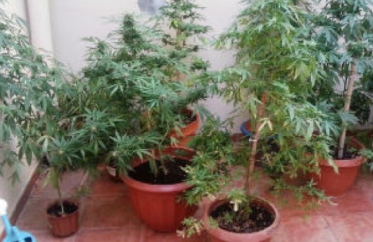 La mujer que fue apresada por la policía de la ciudad brasileña de San Pablo después se desdijo y confesó que sabía que cultivaba plantas de marihuana.