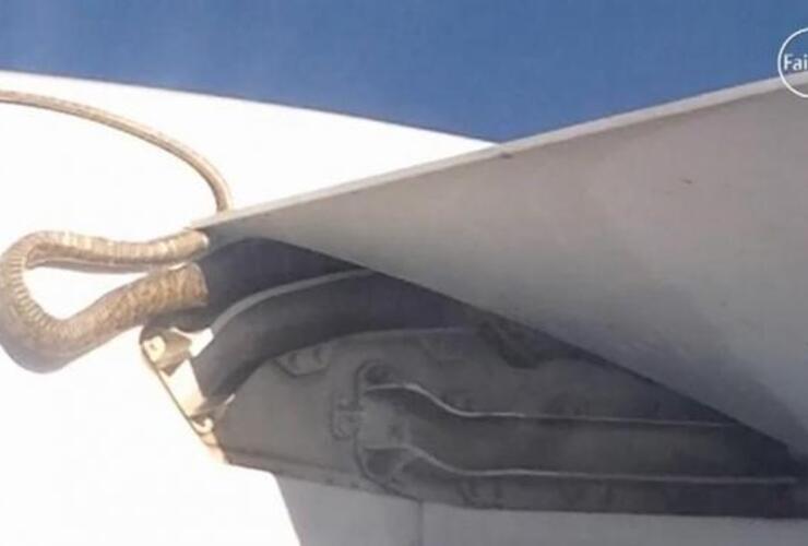 Imagen de Insólito: Una serpiente pitón de tres metros voló en un ala de un avión de Qantas