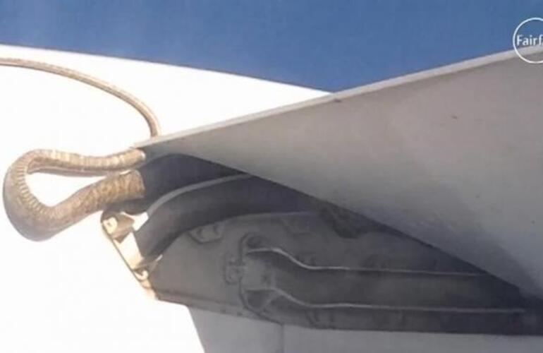 Imagen de Insólito: Una serpiente pitón de tres metros voló en un ala de un avión de Qantas
