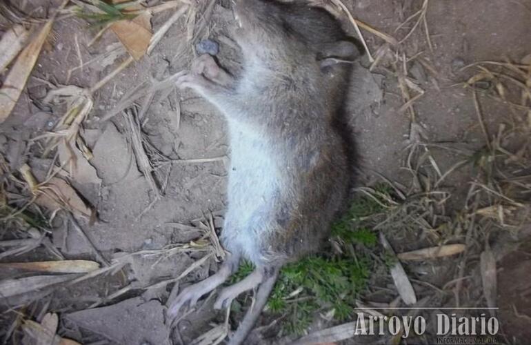 Imagen de Campa&ntilde;a de vacunaci&oacute;n contra Fiebre Hemorr&aacute;gica Argentina